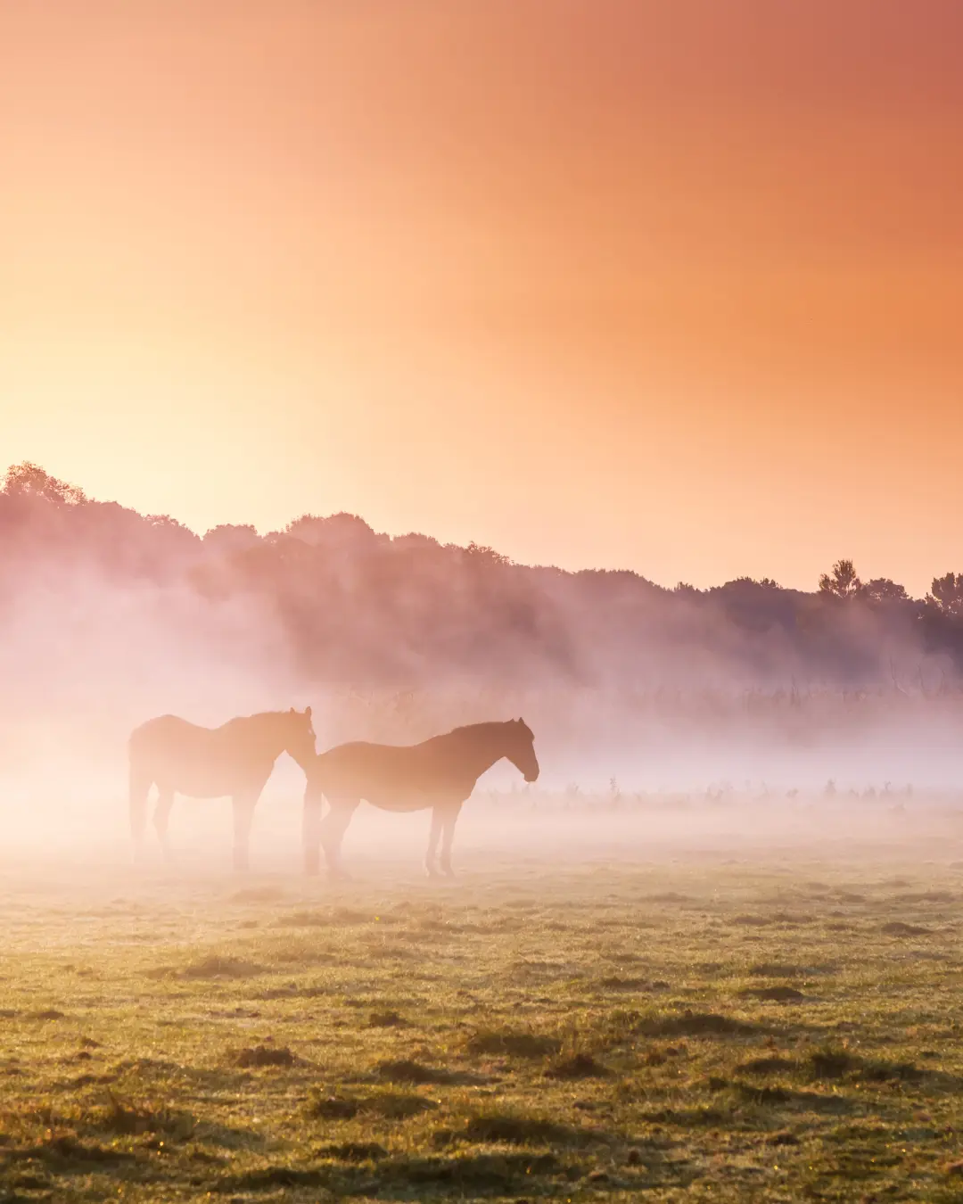 Residencias en Yucatán