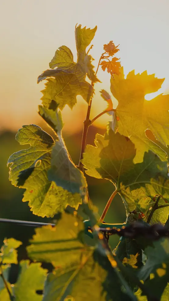 Chablé Valle de Guadalupe
